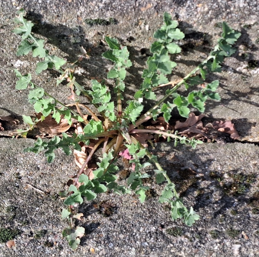 smooth sow thistle rosette