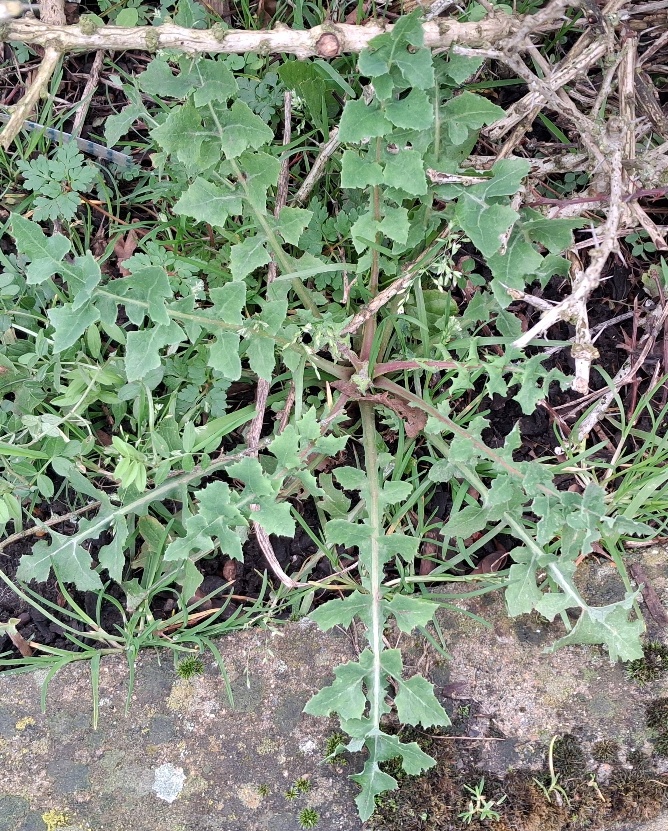 smooth sow thistle rosette