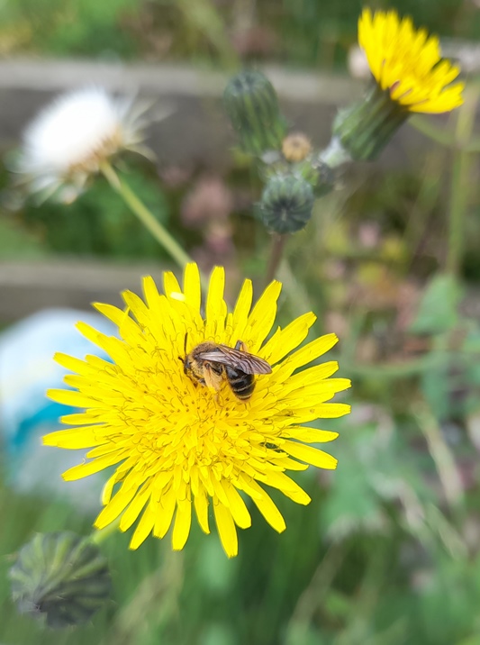 smooth sow thistle bee