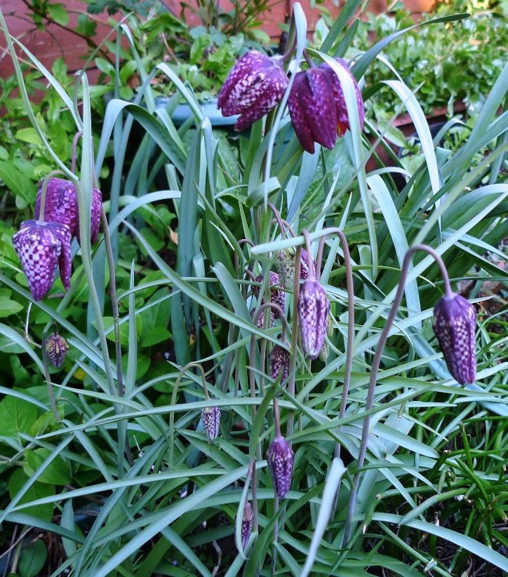 snakeshead fritillary