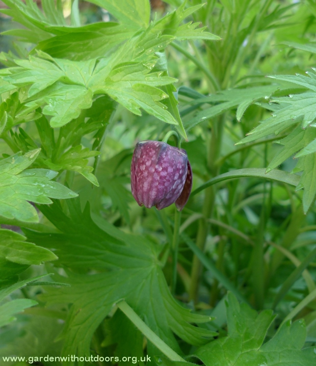 snakeshead fritillary