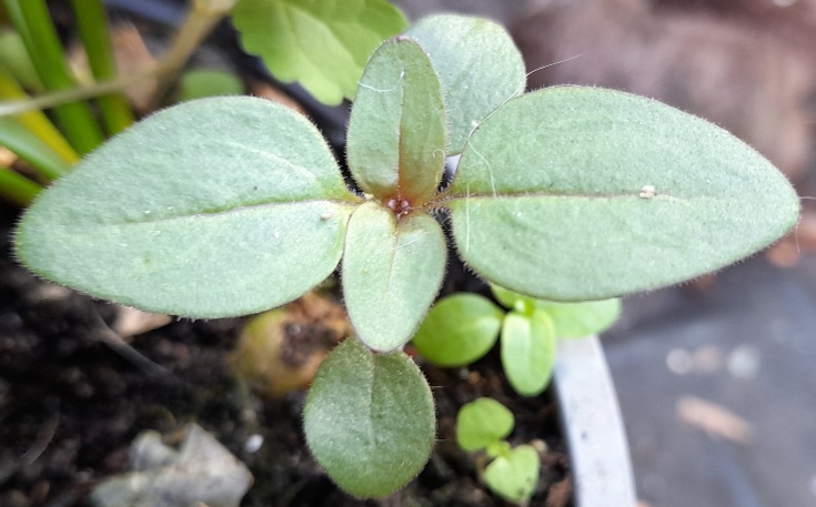 snapdragon seedling