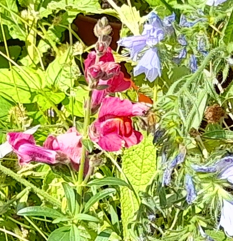 snapdragon