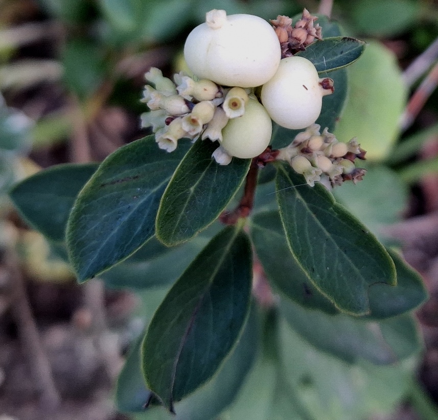 snowberry Symphoricarpos albus