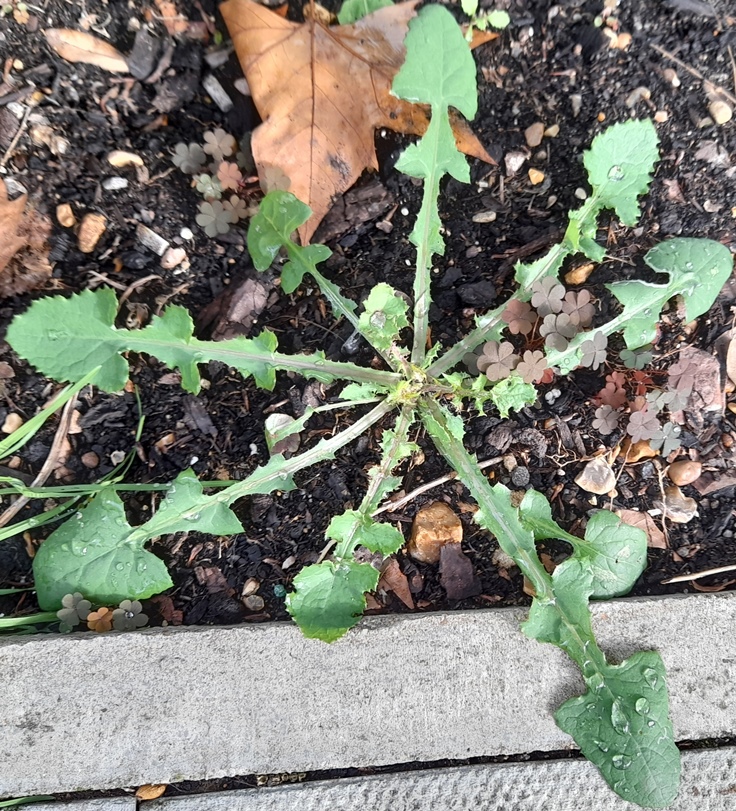 sow thistle rosette