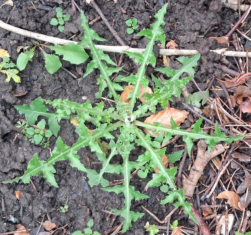 sow thistle rosette