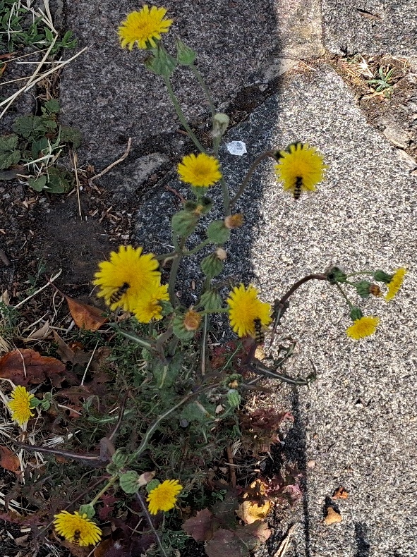 sow thistle hoverflies