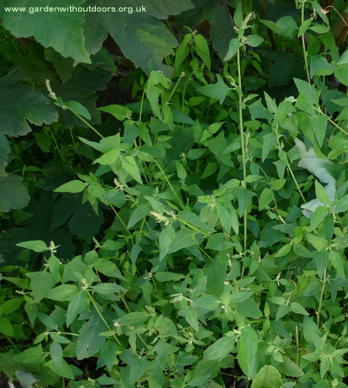 common orache Atriplex patula
