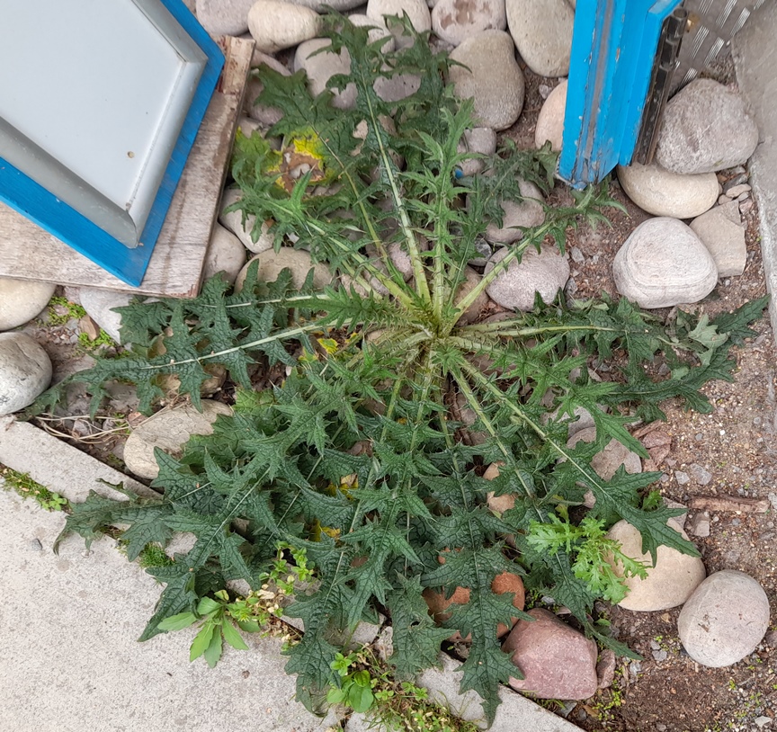 spear thistle
