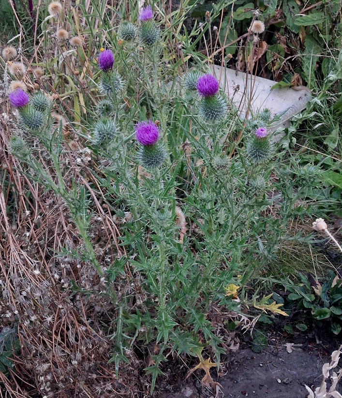 spear thistle