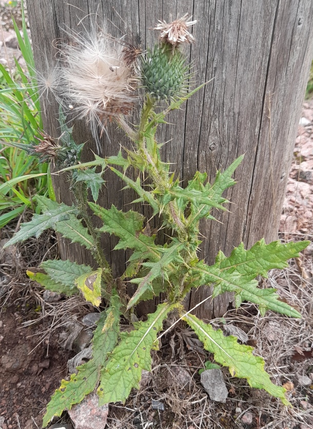 spear thistle
