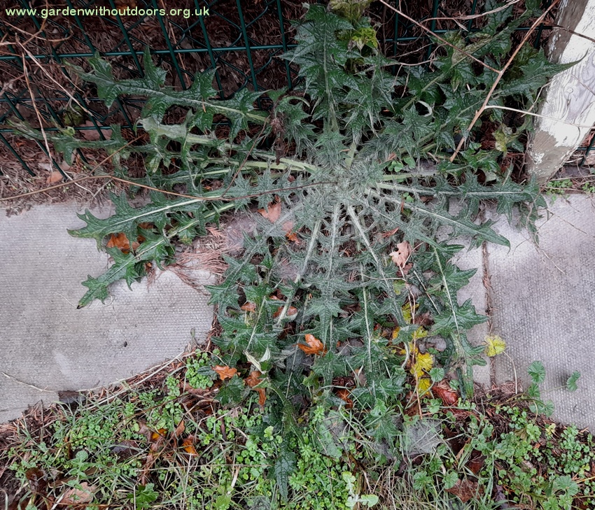 spear thistle rosette Cirsium vulgare....