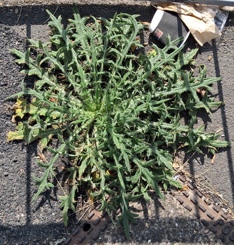 spear thistle