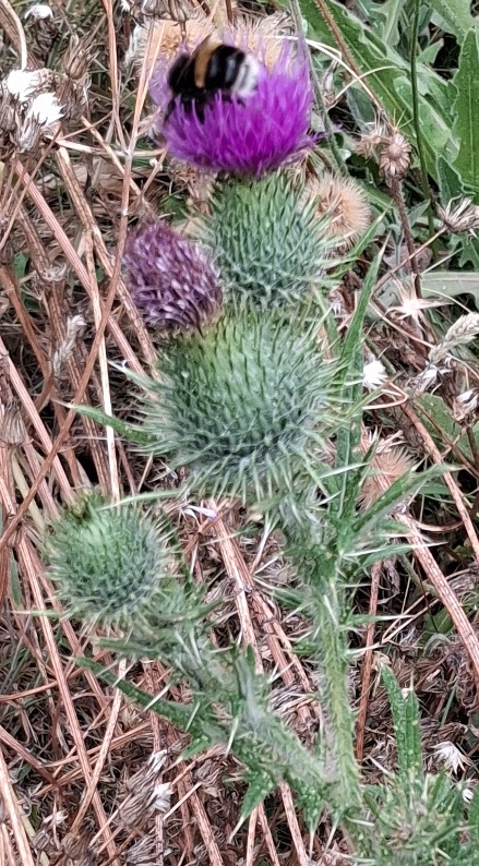 spear thistle bee