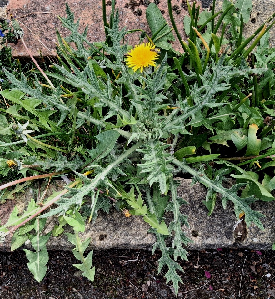 spear thistle dandelion hoverfly