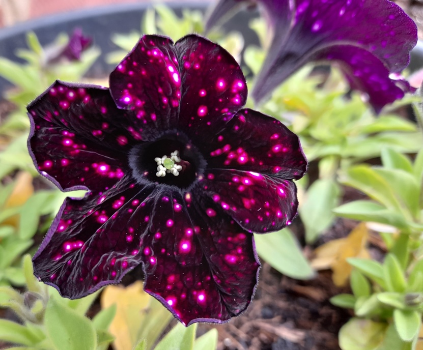 speckled petunia