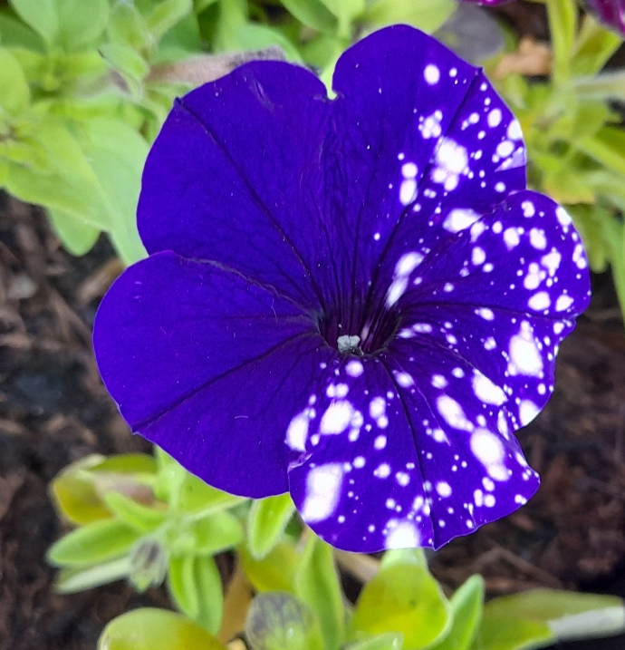 speckled petunia