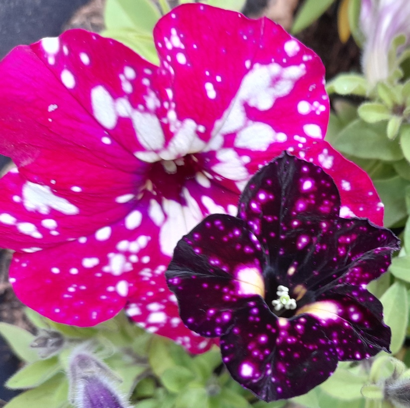 speckled petunias