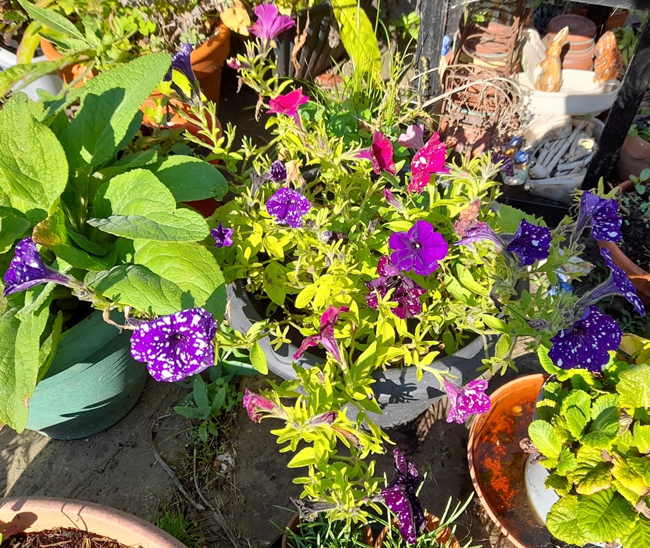 speckled petunias