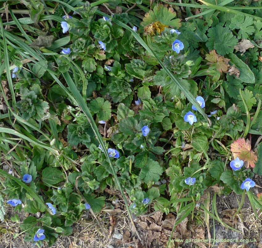 common field speedwell