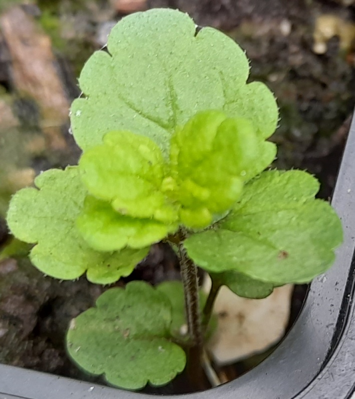 speedwell seedling
