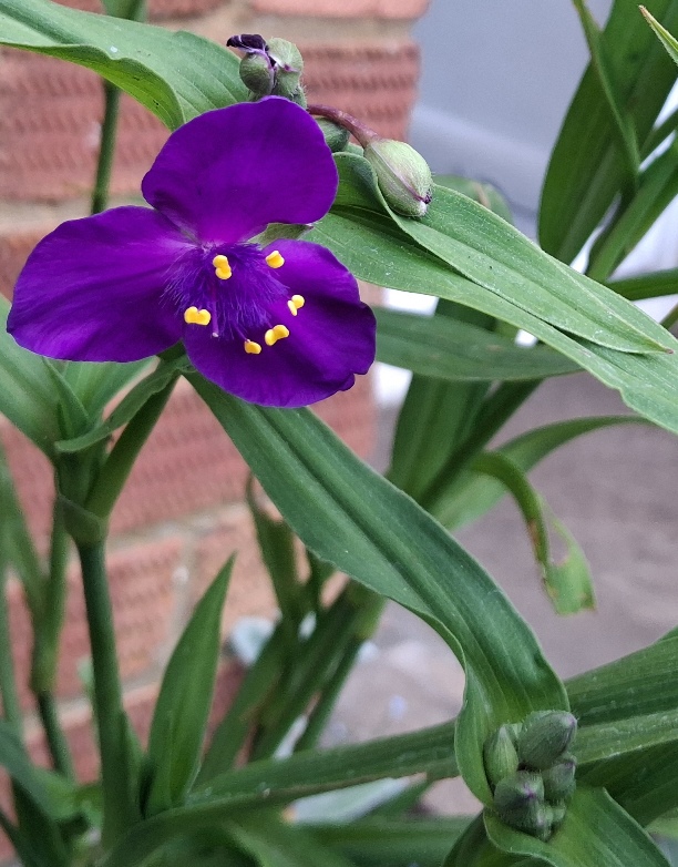 spiderwort