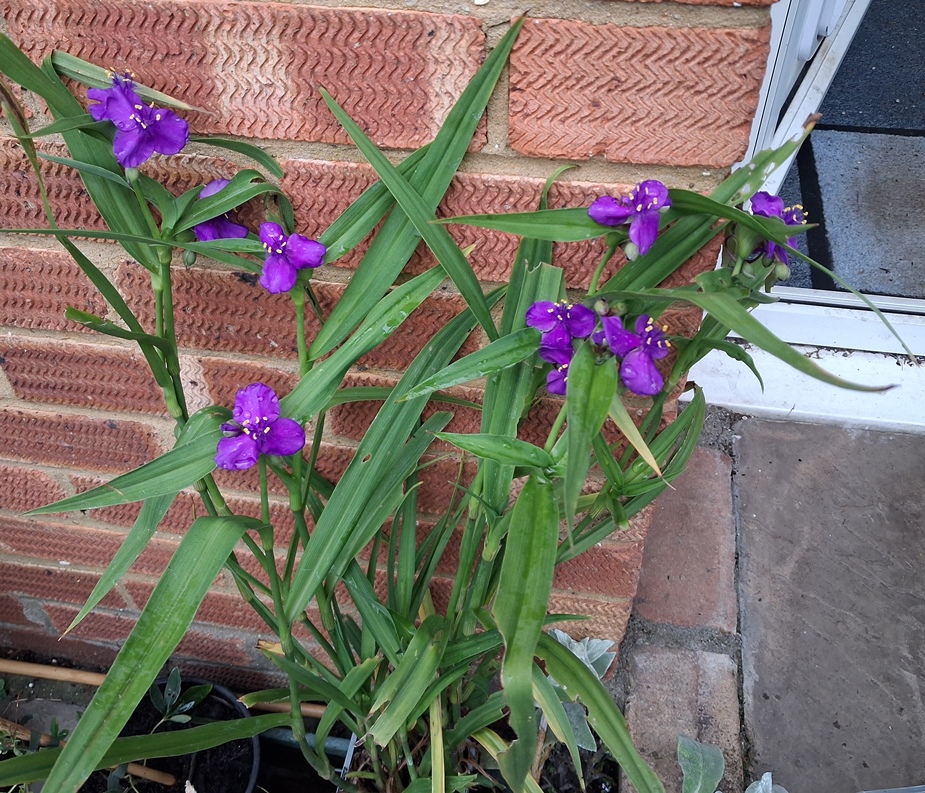 spiderwort