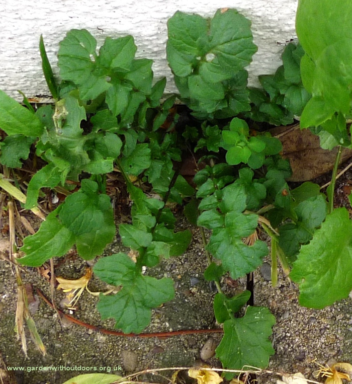 hedge mustard rosette