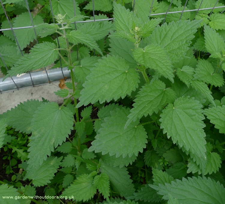 stinging nettle huge leaves