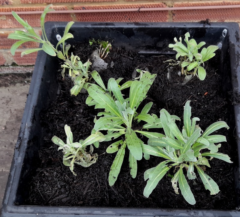 hoary stocks replanted