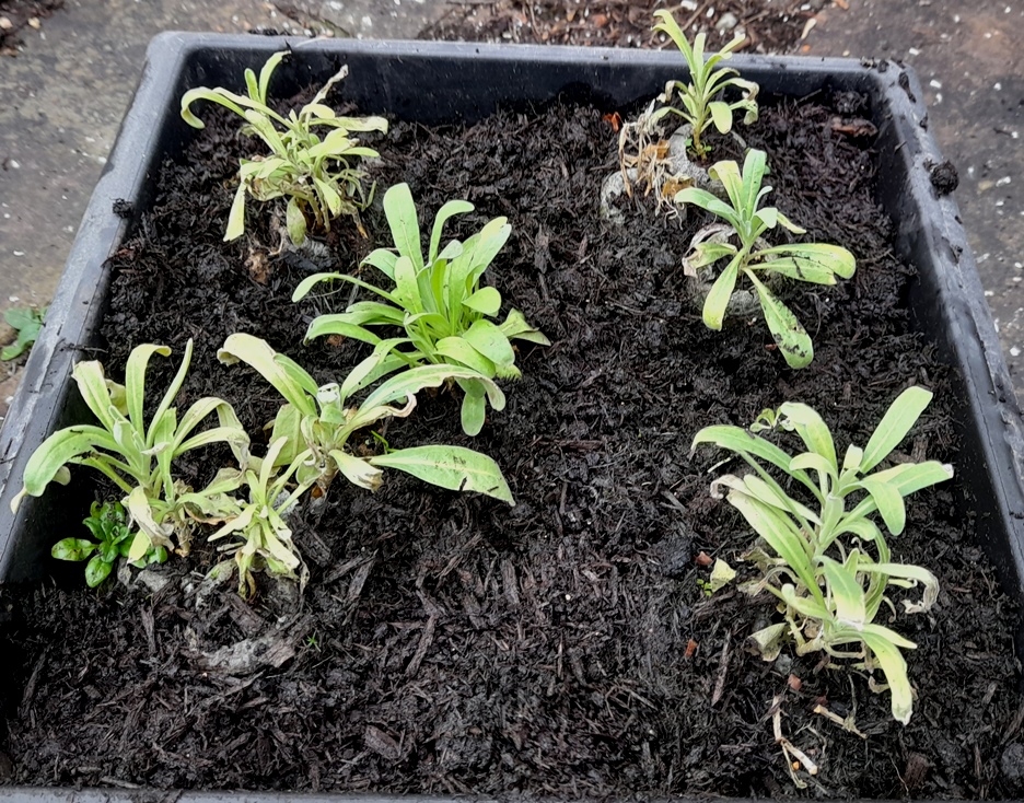 stock seedlings