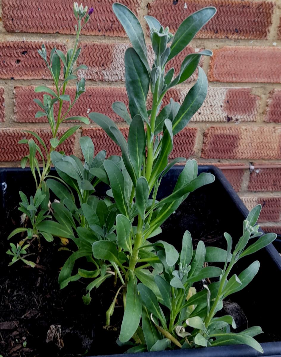 stocks lady brompton