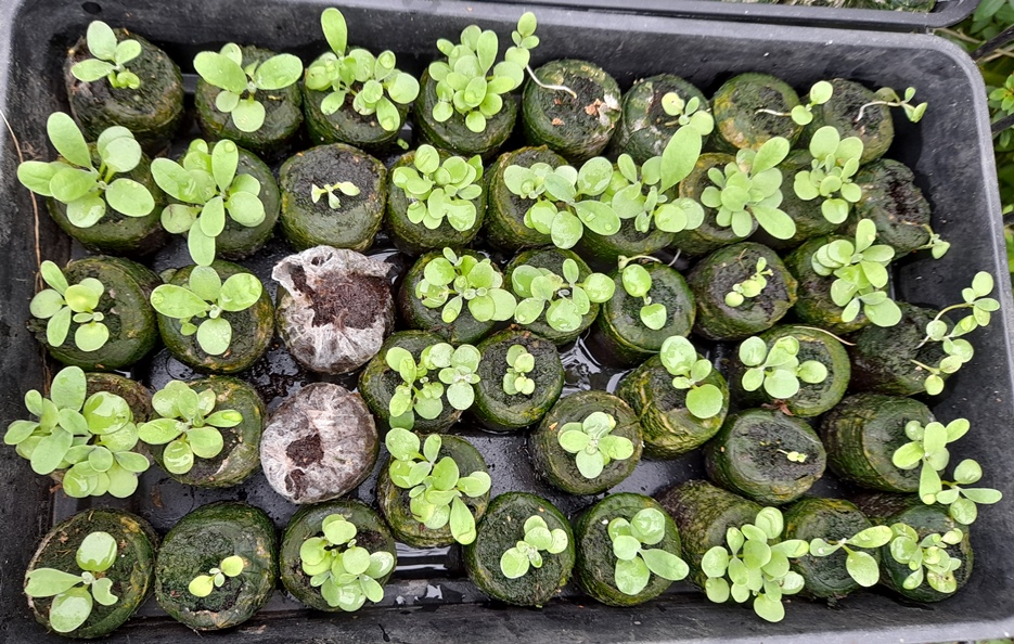 stocks seedlings