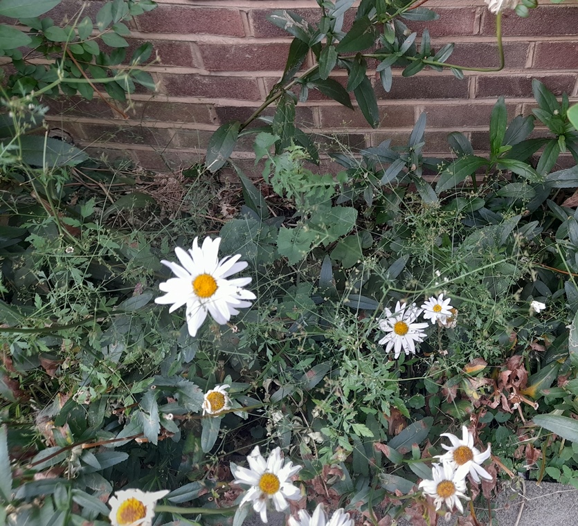 stone parsley sison amomum