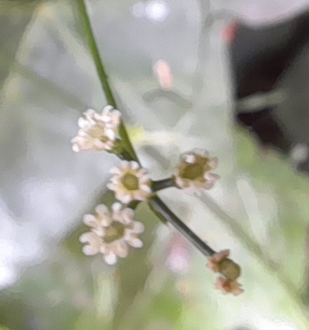 stone parsley sison amomum