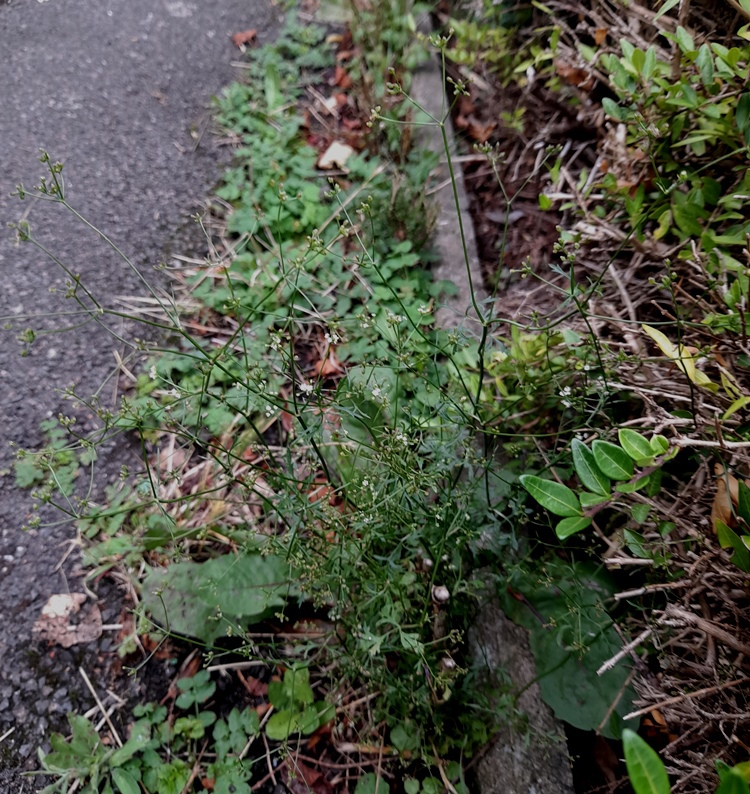 stone parsley sison amomum