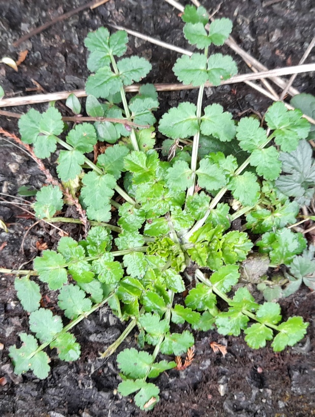stone parsley Sison amomum