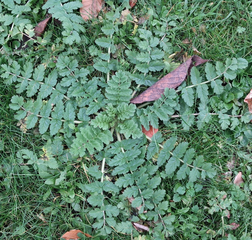 storksbill erodium cicutarium