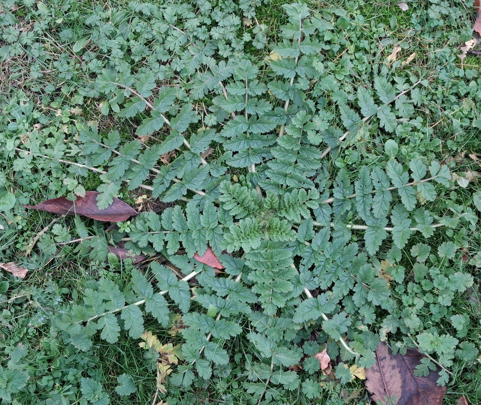 storksbill erodium cicutarium