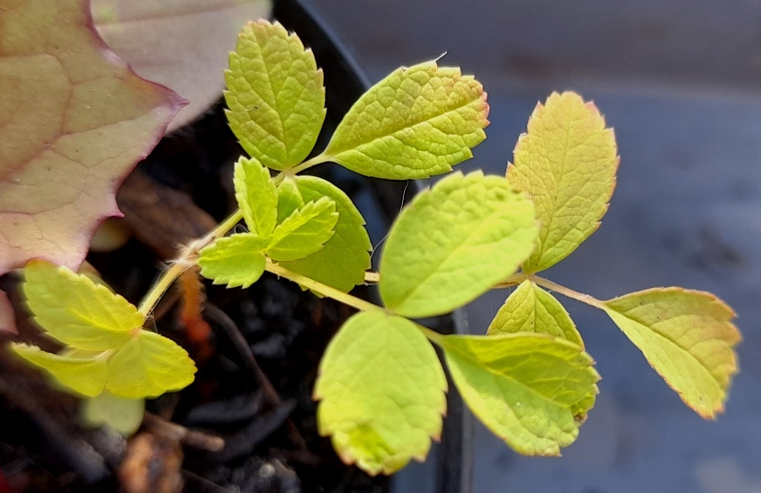 strawberry seedling
