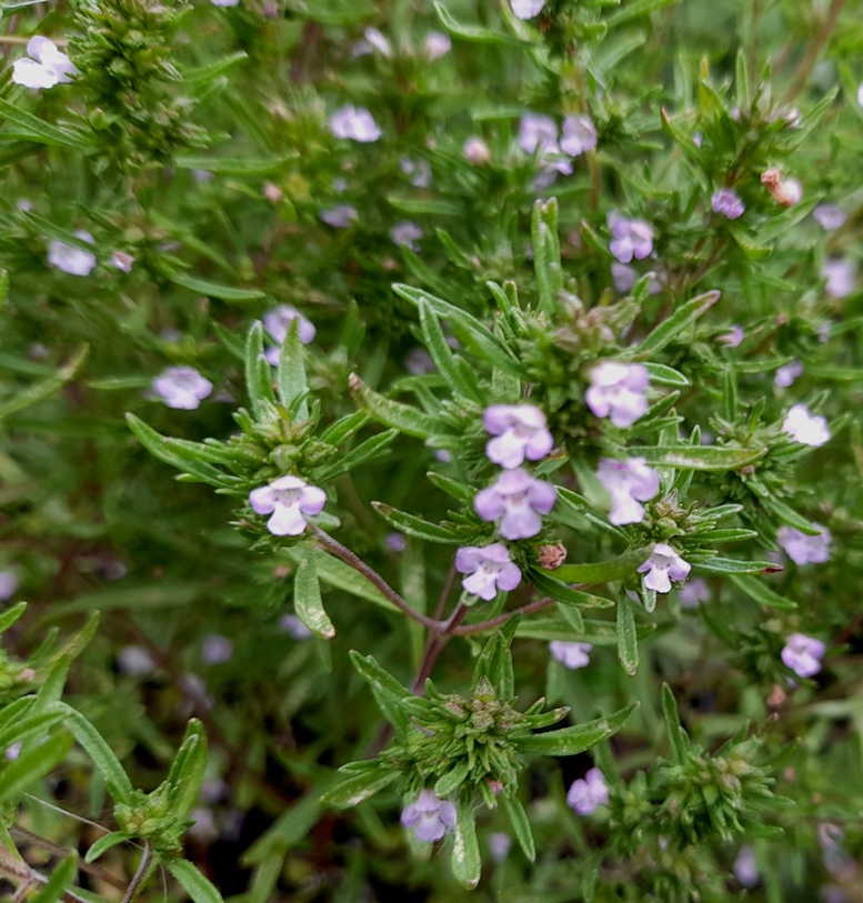 summer savory