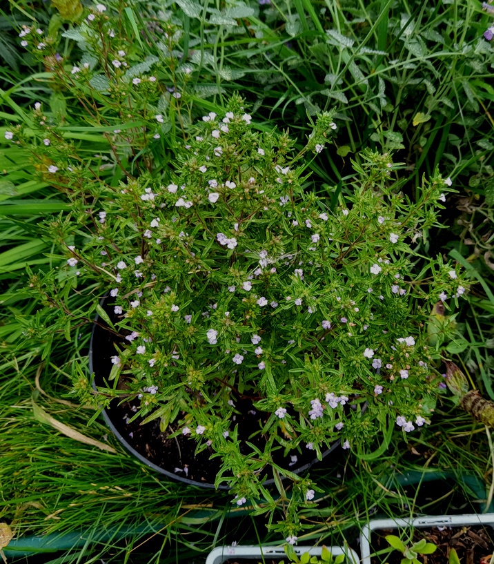 summer savory