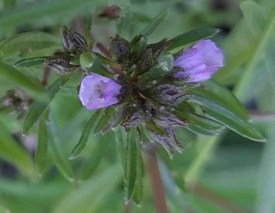 summer savory Satureja hortensis