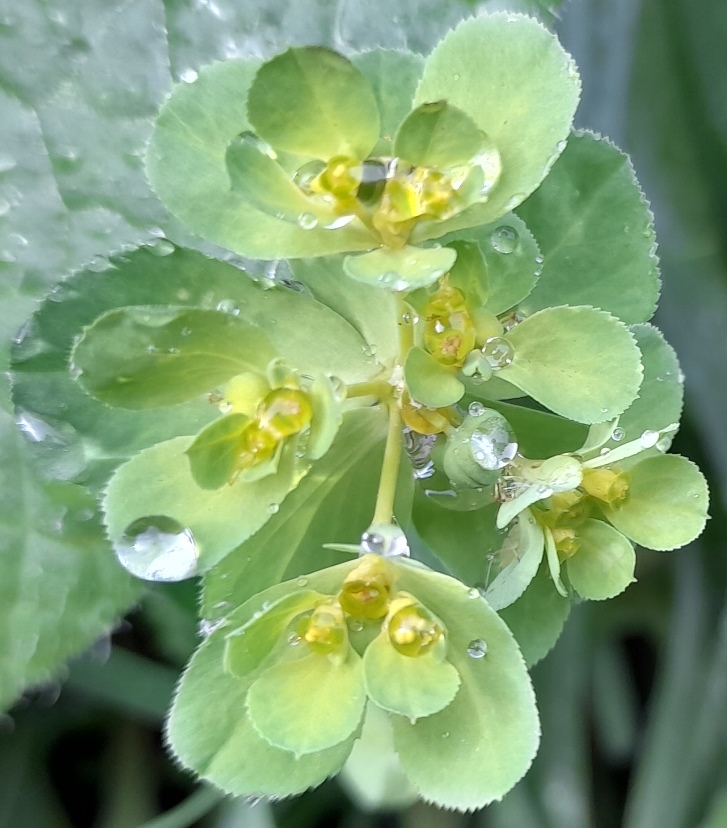 sun spurge