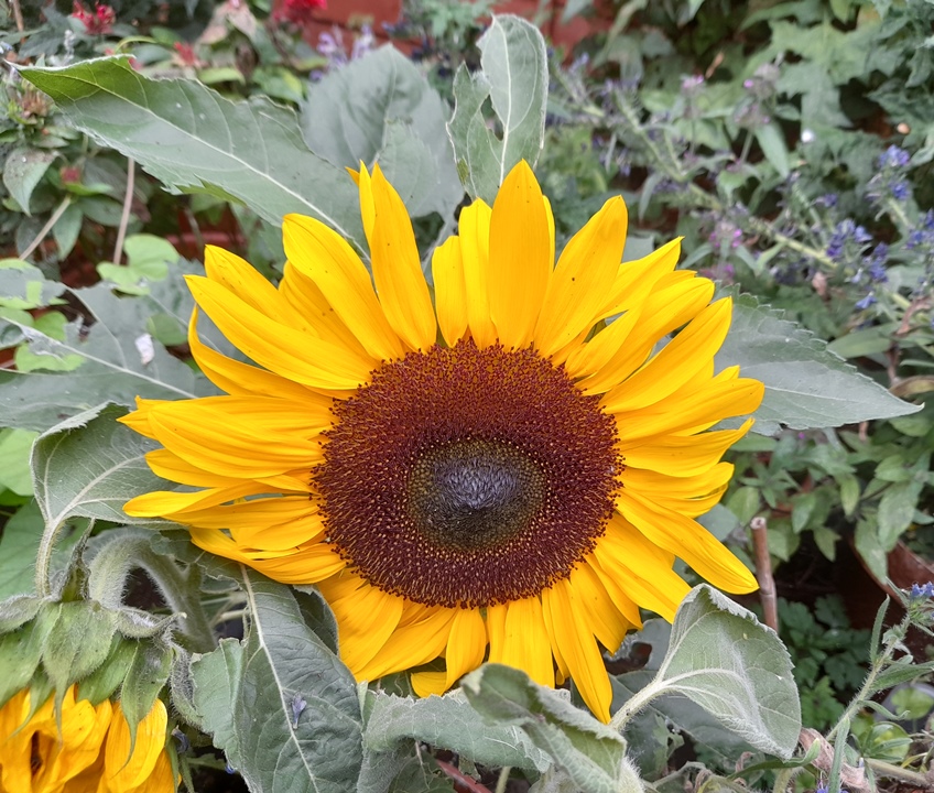 sunflower