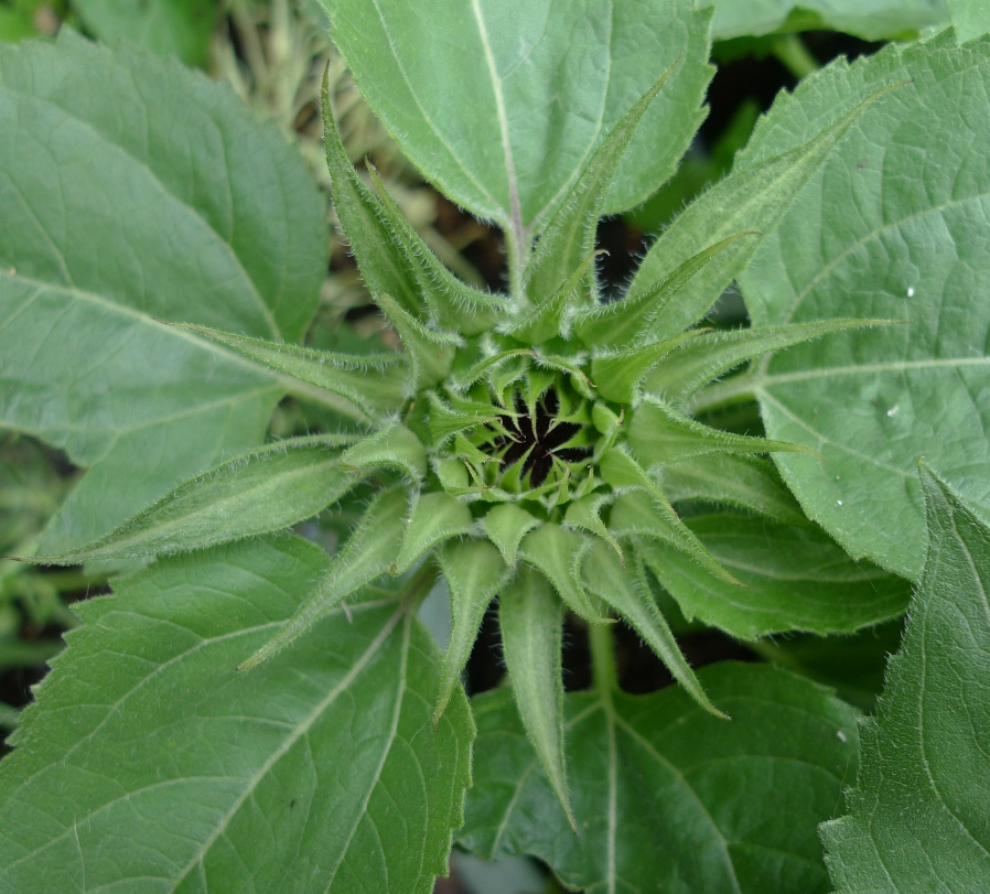 sunflower bud