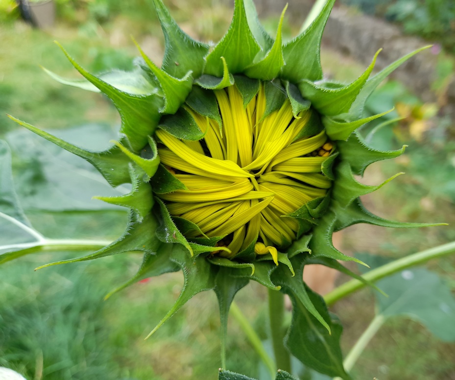 sunflower bud