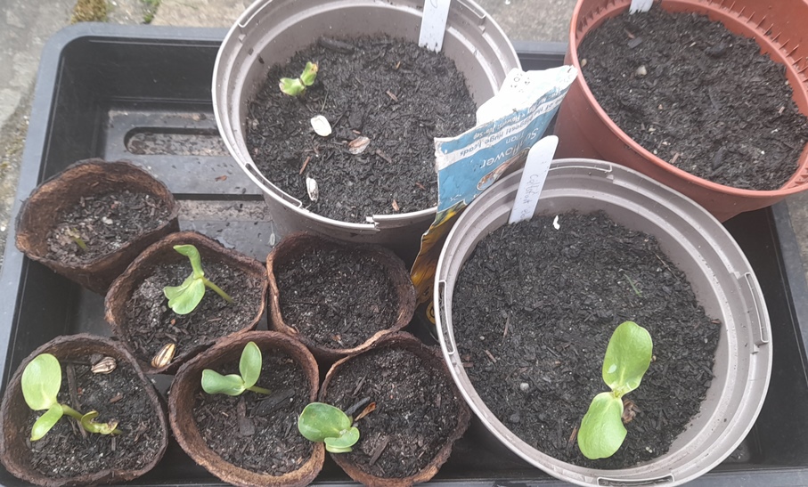sunflower seedlings