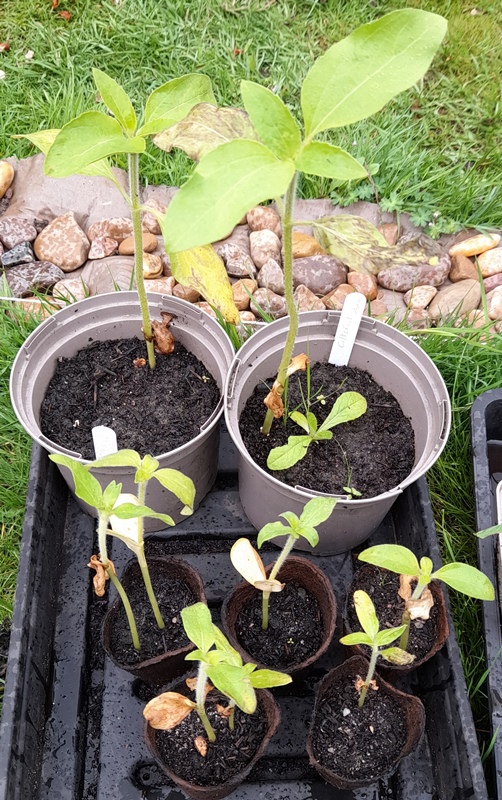 sunflower seedlings