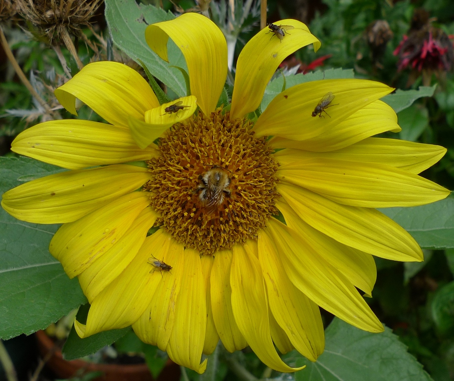 sunflower with bee